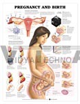 Pregnancy and Birth Anatomical Chart